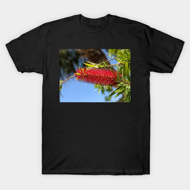 Red Cone Flower 3 T-Shirt by AustaArt